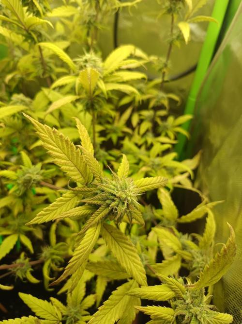 KushmintZ CloneZ / Zpeedrun. Week 8