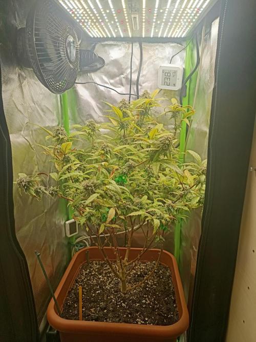 KushmintZ CloneZ / Zpeedrun. Week 9