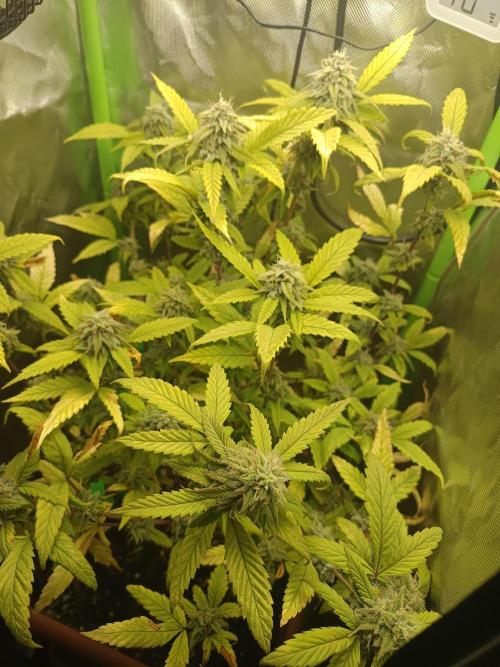 KushmintZ CloneZ / Zpeedrun. Week 9