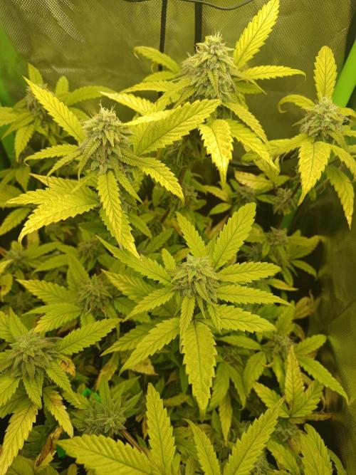 KushmintZ CloneZ / Zpeedrun. Week 9