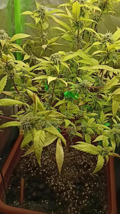 KushmintZ CloneZ / Zpeedrun