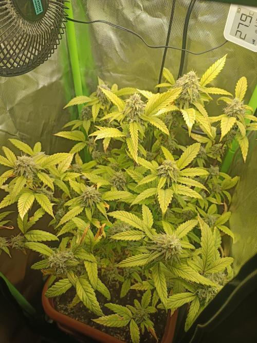 KushmintZ CloneZ / Zpeedrun. Week 10