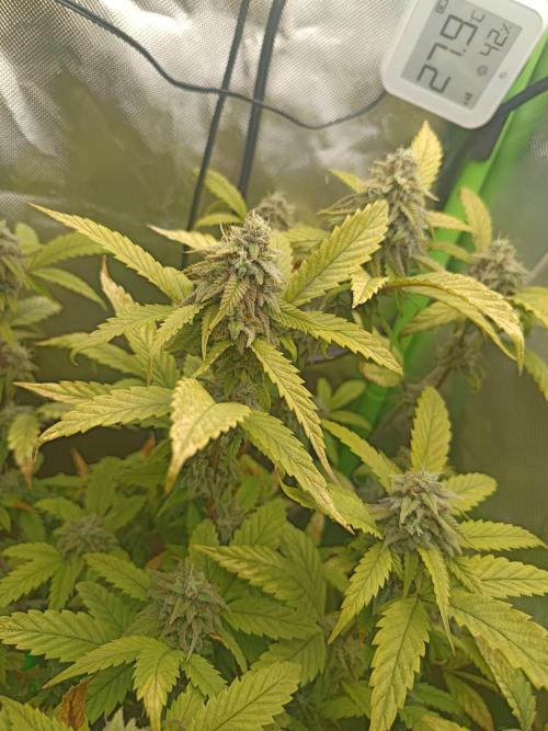 KushmintZ CloneZ / Zpeedrun. Week 10