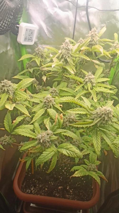 KushmintZ CloneZ / Zpeedrun