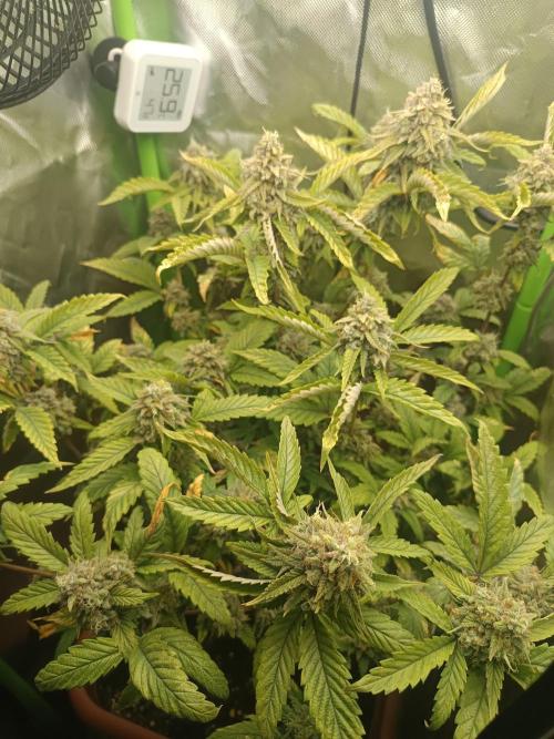 KushmintZ CloneZ / Zpeedrun. Week 12