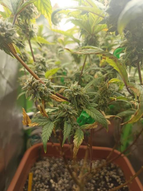 KushmintZ CloneZ / Zpeedrun. Week 12