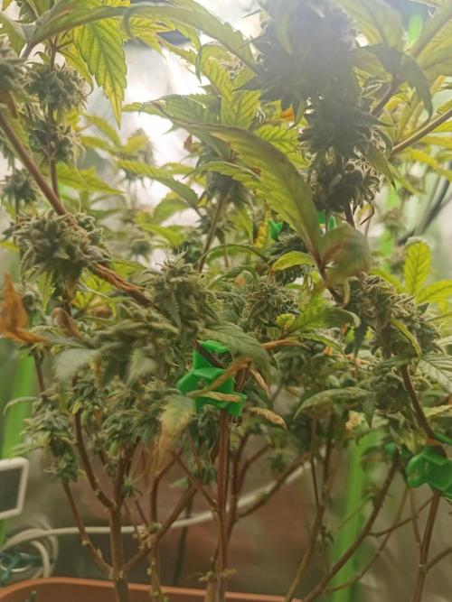 KushmintZ CloneZ / Zpeedrun. Week 12