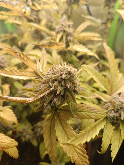 KushmintZ CloneZ / Zpeedrun. Week 13