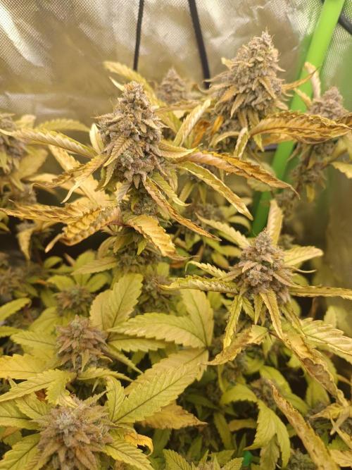 KushmintZ CloneZ / Zpeedrun. Week 13