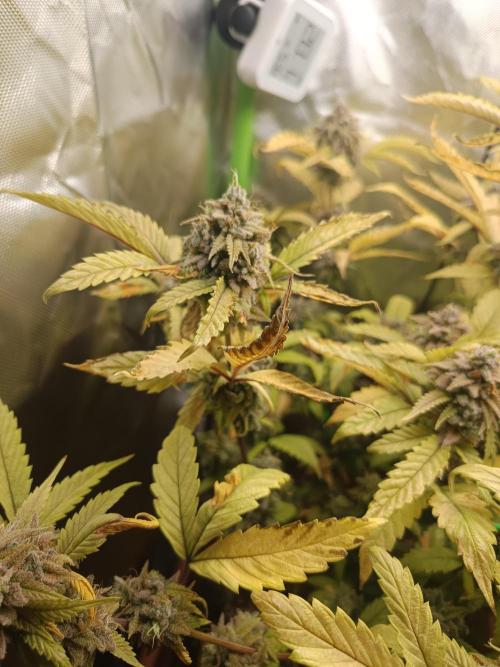 KushmintZ CloneZ / Zpeedrun. Week 13