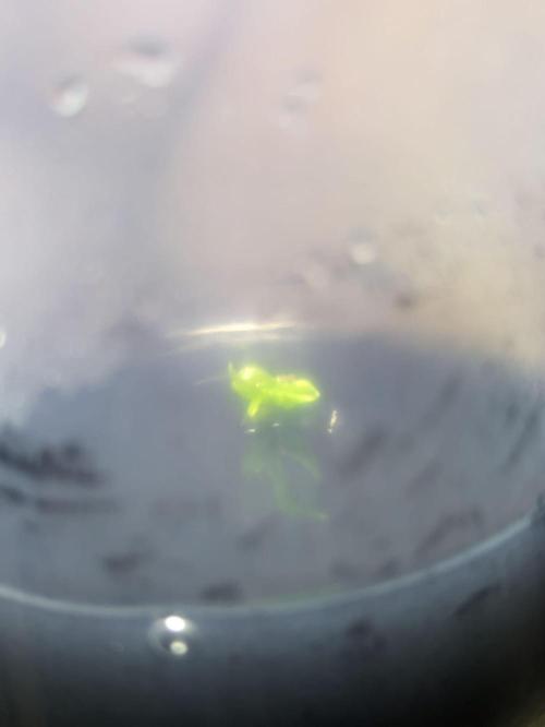 BLOCKBERRY. Week 0