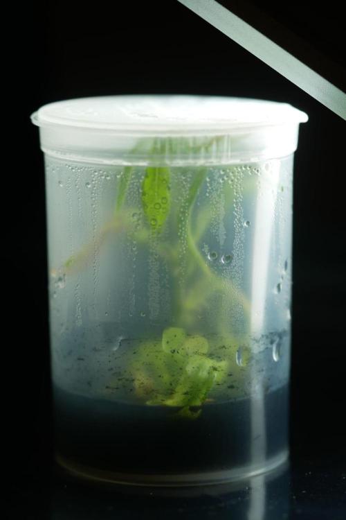 BLOCKBERRY. Week 0