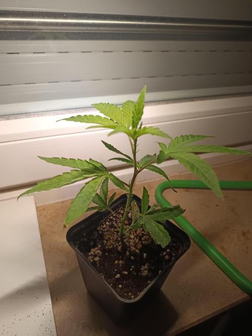 BLOCKBERRY. Week 0