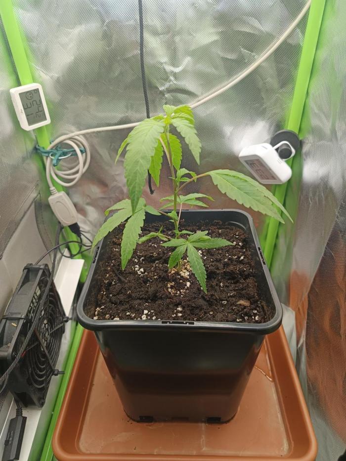 BLOCKBERRY. Week 1