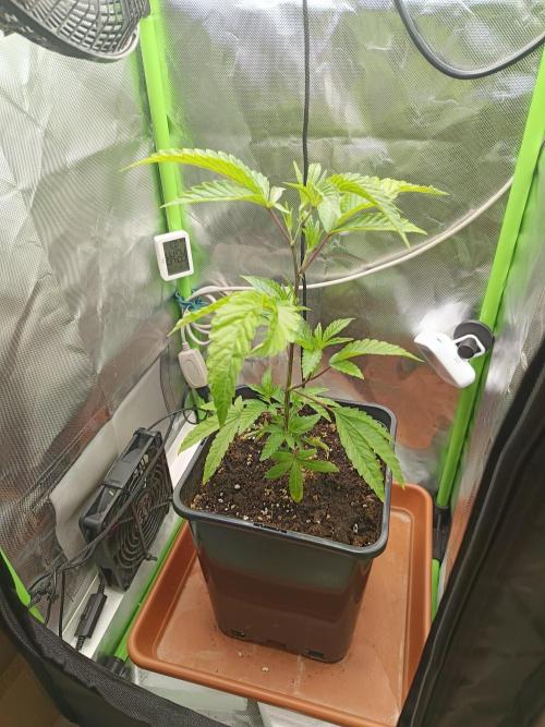 BLOCKBERRY. Week 2
