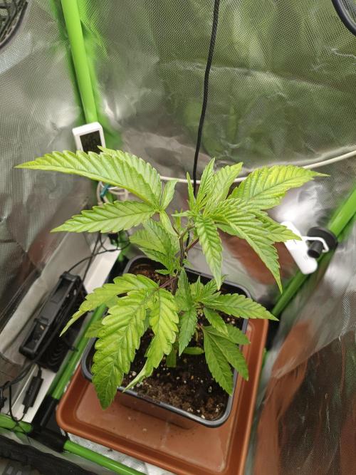 BLOCKBERRY. Week 2
