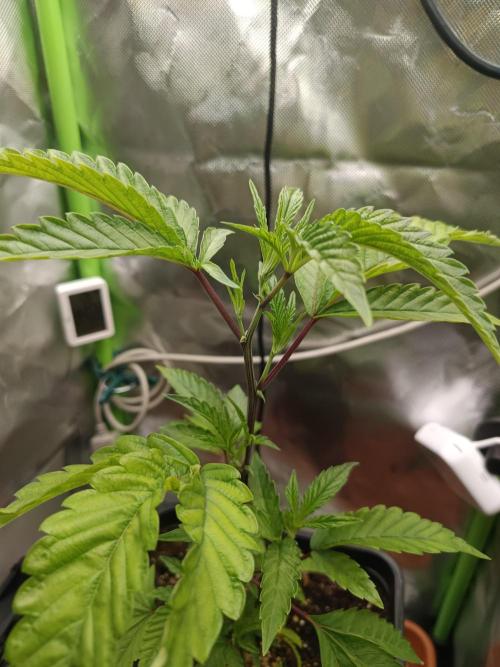 BLOCKBERRY. Week 2