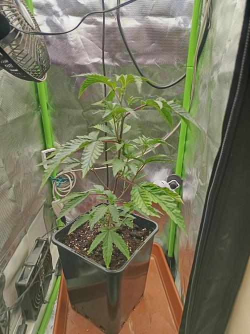 BLOCKBERRY. Week 3