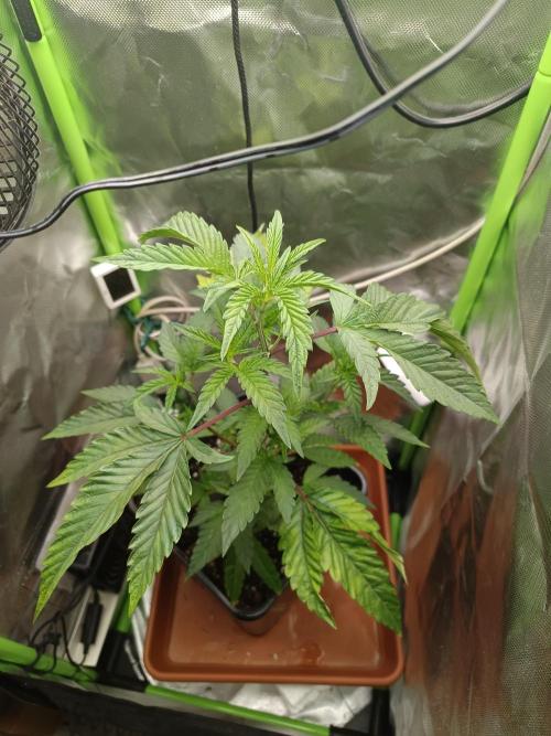 Blockberry. Week 3