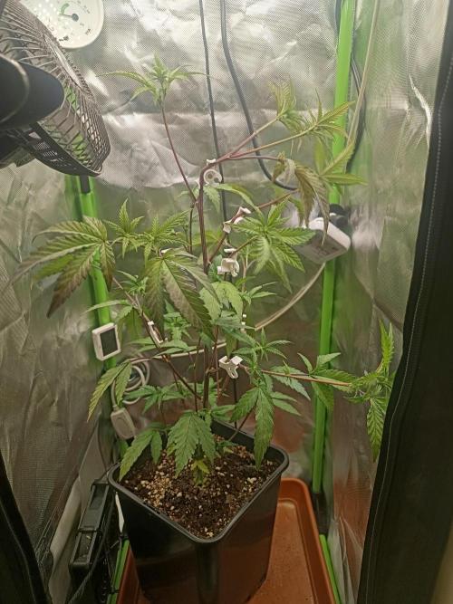 BLOCKBERRY. Week 4