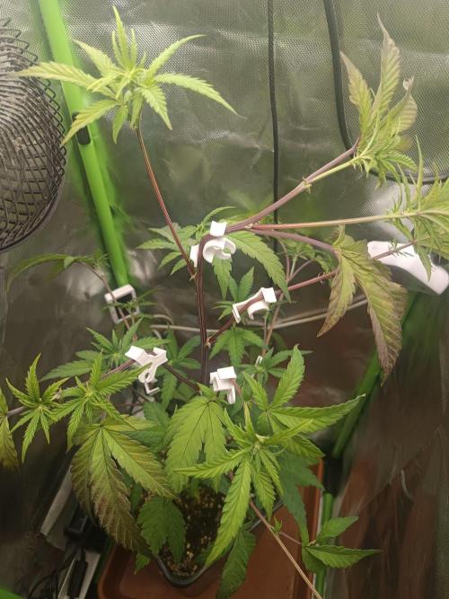 BLOCKBERRY. Week 4