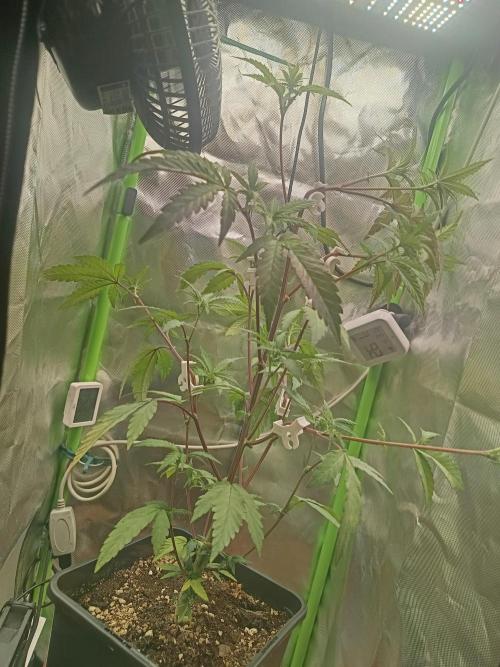 Blockberry. Week 4