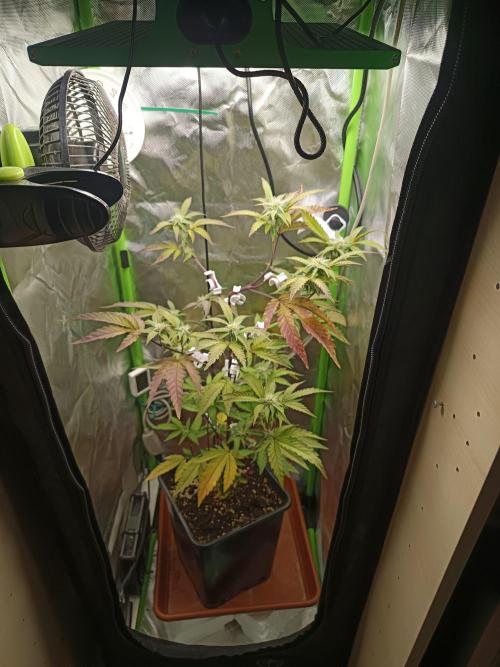 BLOCKBERRY. Week 6