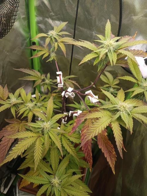 BLOCKBERRY. Week 6