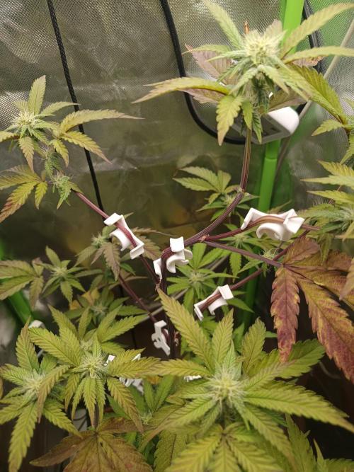 BLOCKBERRY. Week 6