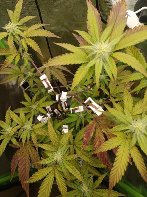 BLOCKBERRY. Week 6