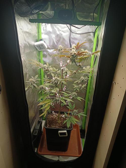 BLOCKBERRY. Week 7