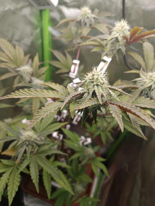 BLOCKBERRY. Week 7