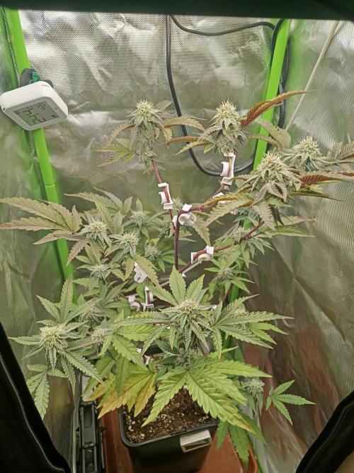 BLOCKBERRY. Week 7
