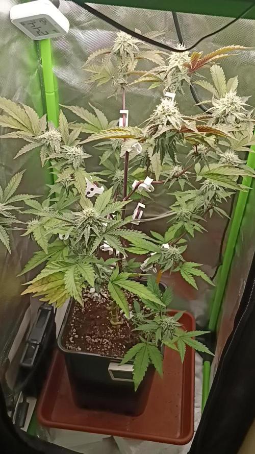 BLOCKBERRY