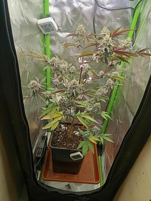 BLOCKBERRY. Week 8