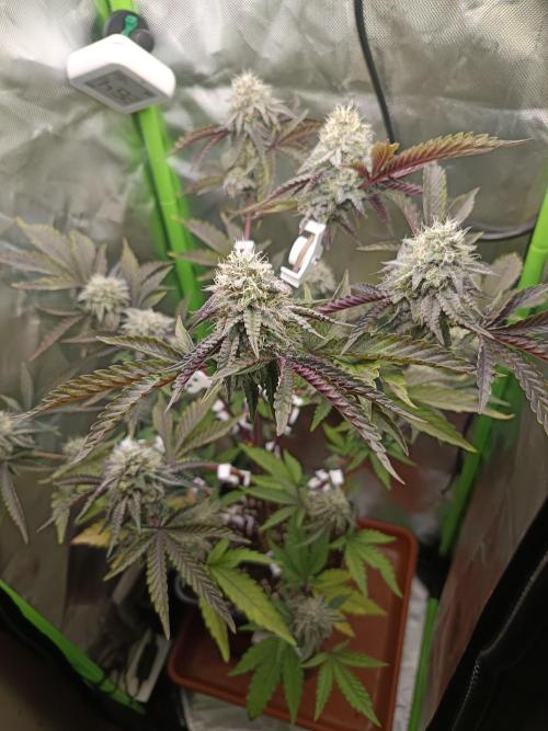 BLOCKBERRY. Week 8