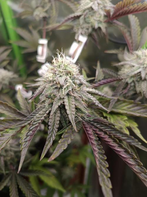 Blockberry. Week 8