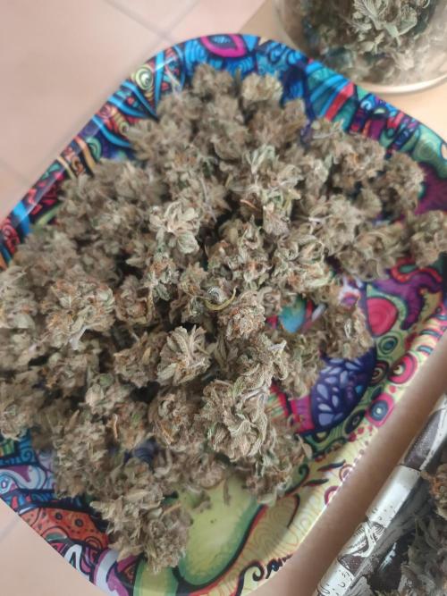 KushmintZ CloneZ / Zpeedrun. Week 14