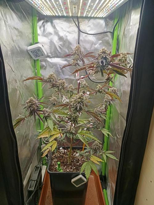 BLOCKBERRY. Week 9