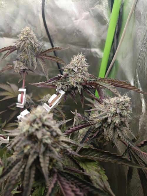 BLOCKBERRY. Week 9