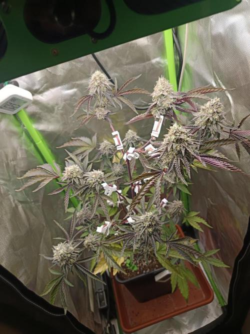 Blockberry. Week 9