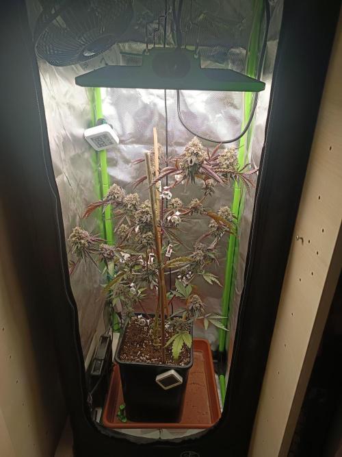 BLOCKBERRY. Week 10