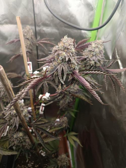 BLOCKBERRY. Week 10