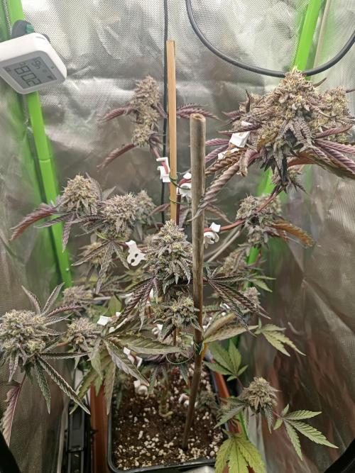 BLOCKBERRY. Week 10