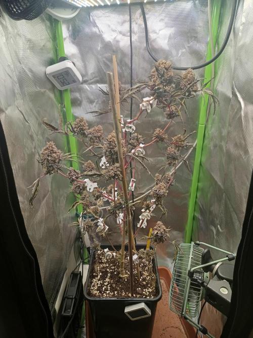 2026 | BLOCKBERRY. Week 12