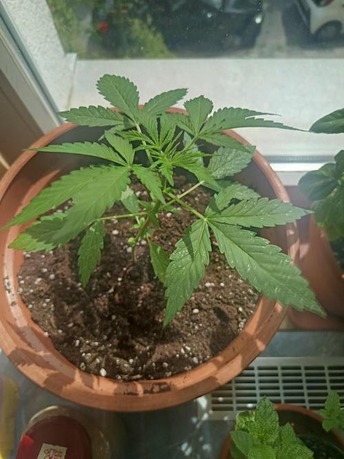 2026 | Pineapple KC Auto | Window Sill. Week 3
