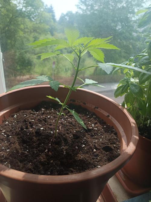2026 | Pineapple KC Auto | Window Sill. Week 3