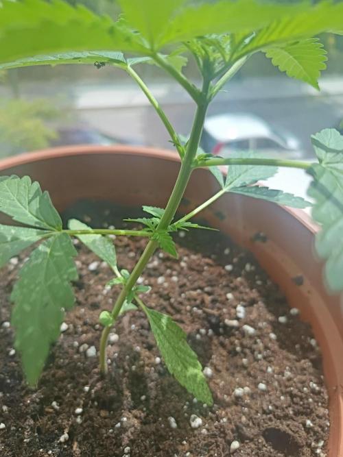 2026 | Pineapple KC Auto | Window Sill. Week 3