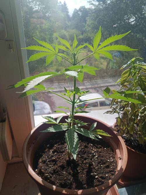 2026 | Pineapple KC Auto | Window Sill. Week 4