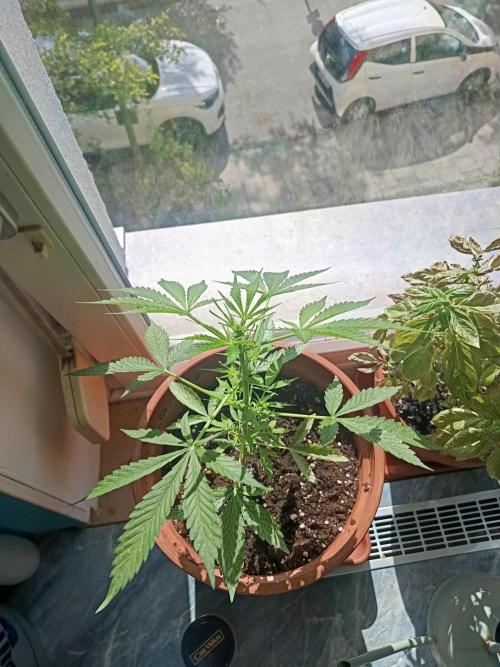 2026 | Pineapple KC Auto | Window Sill. Week 4